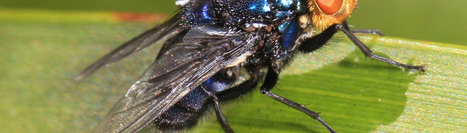 Screwworm_-_Cochliomyia_hominivorax,_Key_Deer_National_Refuge,_Big_Pine_Key,_Florida_(24909739517)